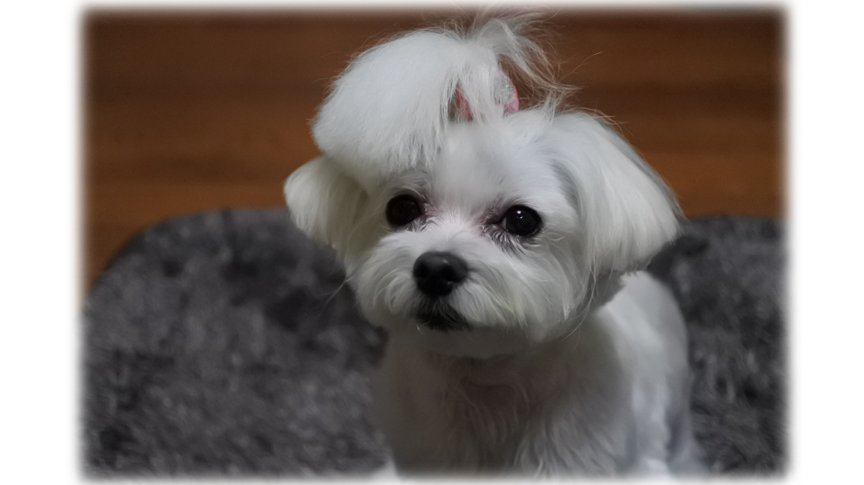 愛犬のサムネイル